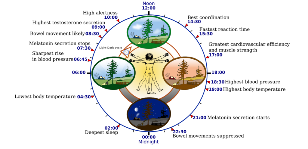 Biorhythms-1-1024x495.png