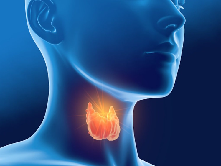  Thyroid Basics: What you should know about this gland