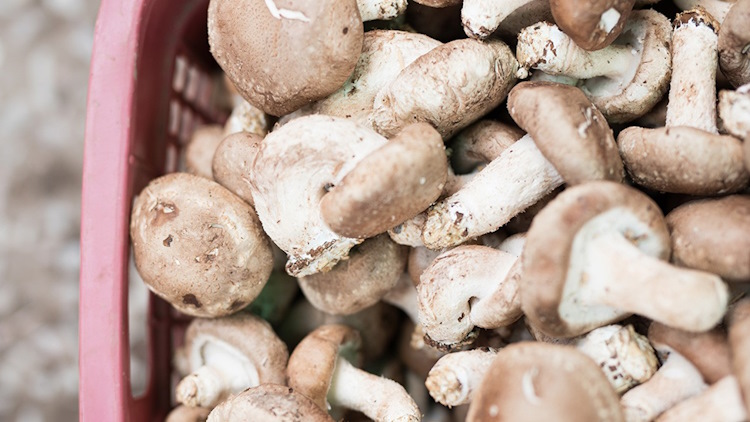  Mushroom chitosan: a plant-based option for skincare