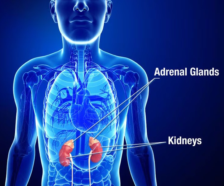 Adrenal fatigue: is it really a thing? The symptoms sure are!