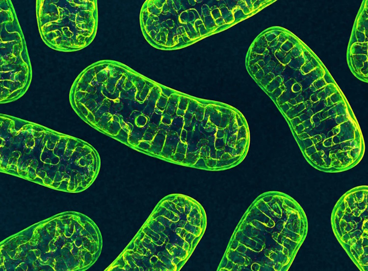 Mitochondria and performance:  how to train for more cellular energy