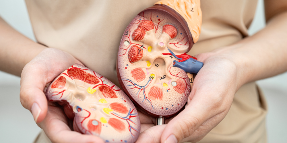 Kidney damage in bodybuilding