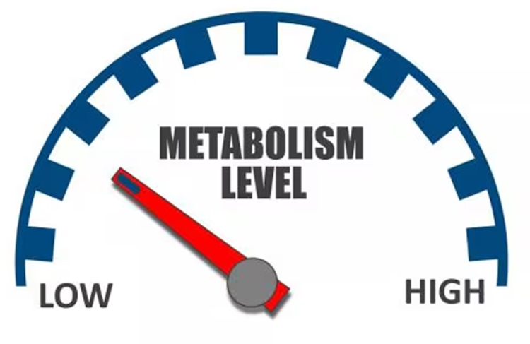 Metabolic adaptation: why fat loss gets harder and harder over time