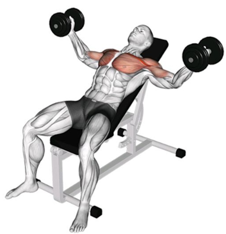 Stretch-mediated hypertrophy: how it’s changing the game