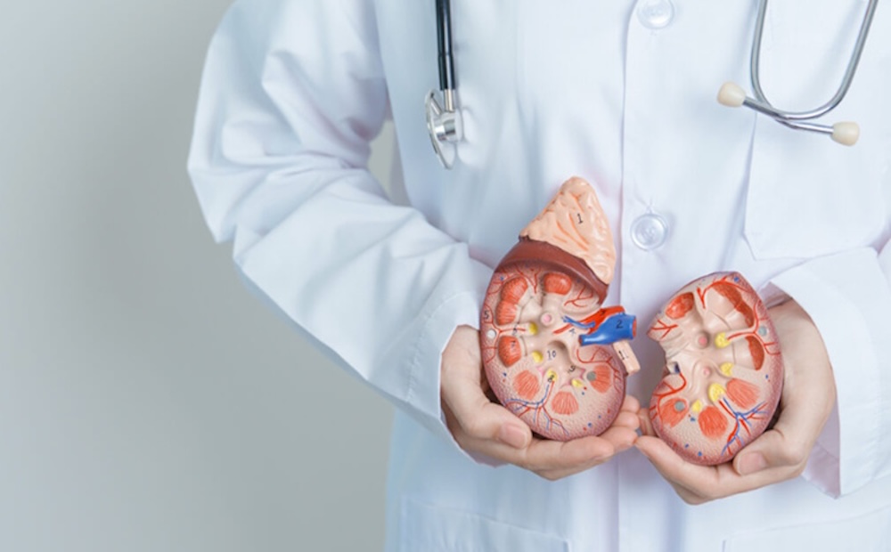 Kidneys: why you should pay attention to them while on PEDs