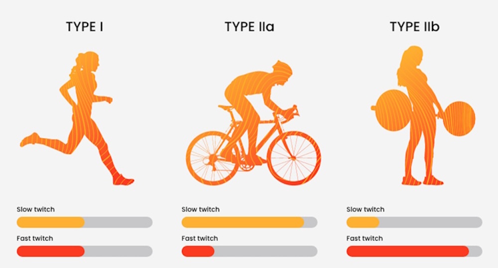 Fast twitch or likely to fatigue? How PEDs alter muscle fiber profile